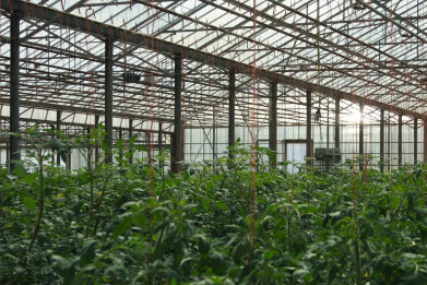 1Selectie-Tomaten serre
