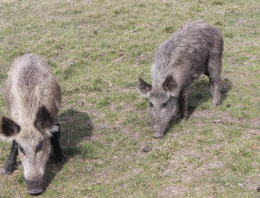 Afrikaanse varkenspest flakkert weer op in Polen