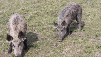 Van Limburgs naar Vlaams probleem: nieuwe everzwijncoördinator moet overlast aanpakken