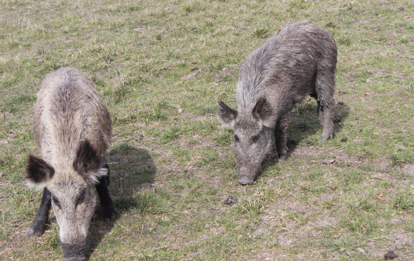 Van Limburgs naar Vlaams probleem: nieuwe everzwijncoördinator moet overlast aanpakken
