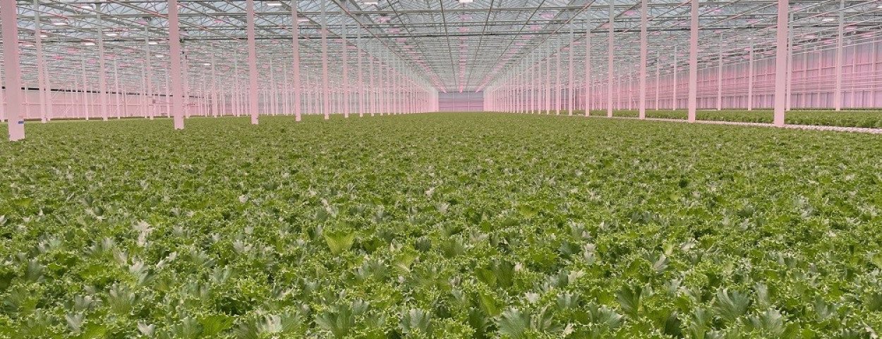 Van der Hoeven - Better Future Farms Leafy Greens
