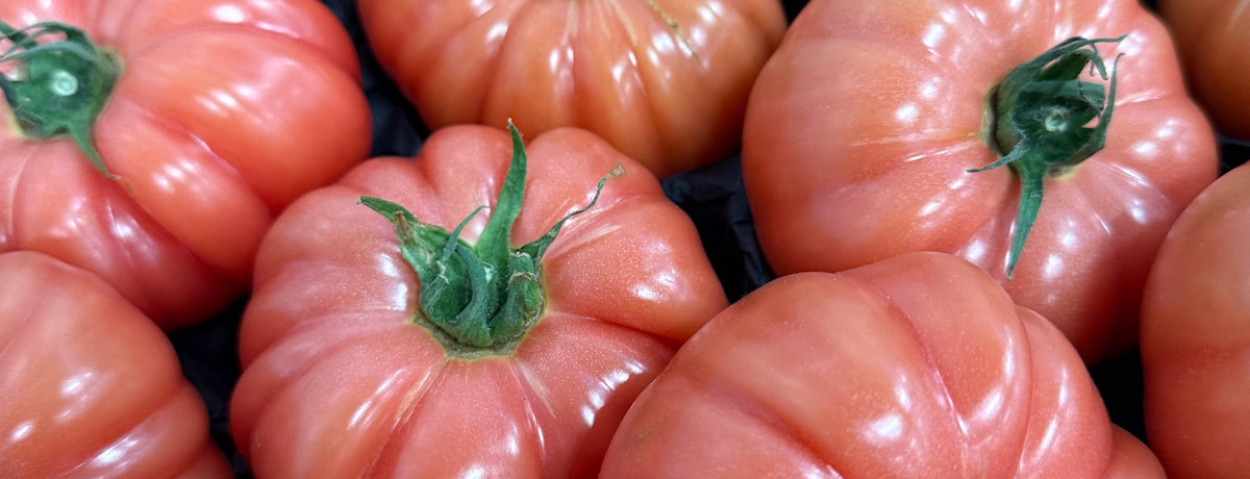 BelOrta - Velvet Rose