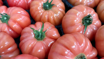 Mooie prijzen voor de eerste zomerse tomaten