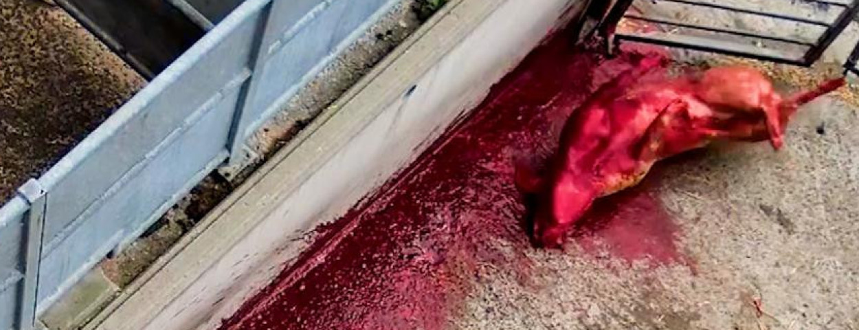gaia varken aat mishandeling slachthuis