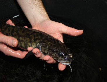 Kan zoetwaterkabeljauw aquacultuur boost geven?