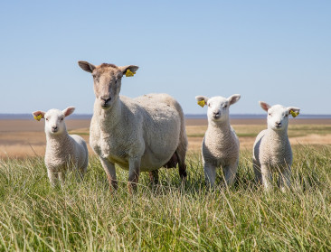 Nieuw type blauwtong duikt op in Nederland