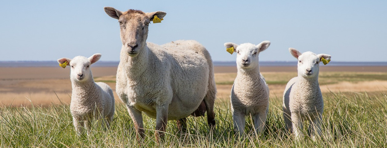schaaplamblauwtong