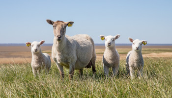 Nieuw type blauwtong duikt op in Nederland