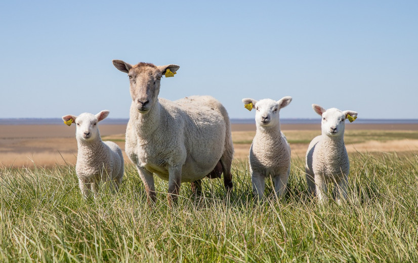 Nieuw type blauwtong duikt op in Nederland