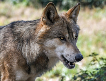 Zeer uitzonderlijk: wolf gespot in West-Vlaanderen