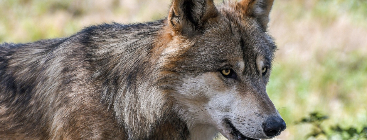 wolf wolven