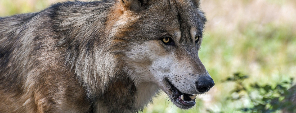 wolf wolven