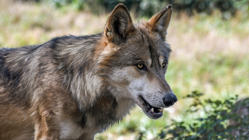 wolf wolven