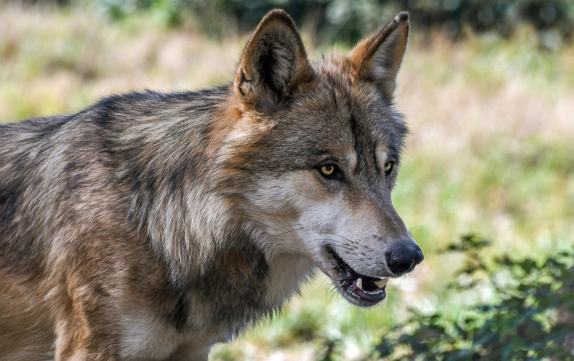 Zeer uitzonderlijk: wolf gespot in West-Vlaanderen