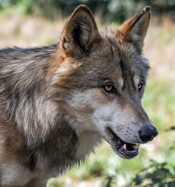 Zeer uitzonderlijk: wolf gespot in West-Vlaanderen