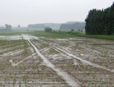Honderden landbouwers leden schade door wateroverlast