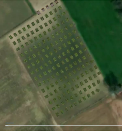 onkruidherkenning - dronebeelden van gevlogen perceel in mapeo