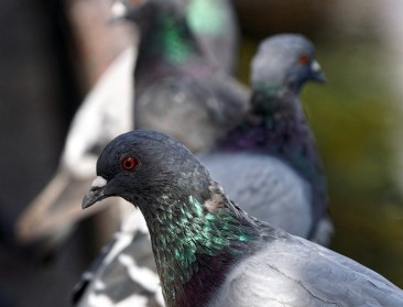 Paramyxovirose ontdekt bij duiven in Heist-op-den-Berg