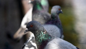 FAVV waarschuwt voor Newcastle: “Ziekte komt dichter”