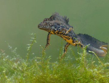"Laten we stoppen met natuur te behouden zoals hij is"