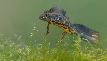ANB roept burgers op om natuur mee in kaart te brengen tijdens de Week van de Biodiversiteit