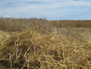 Polderboeren telen vogelvriendelijk op 'pasmuntgronden'