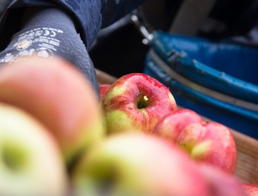 Minder grote appeloogst verwacht in België, wel weer meer peren