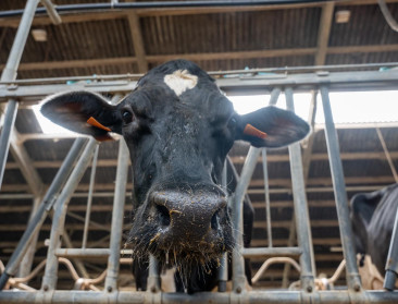 Blauwtong: Getroffen boeren krijgen langer betalingsfaciliteiten sociale bijdragen