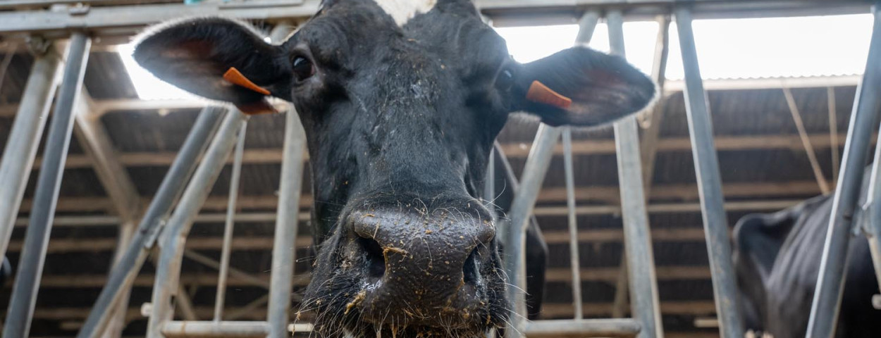 Koe met blauwtongsymptonen in de veestapel van Bart van den Hout