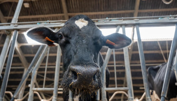 Minister Clarinval ziet vaccinatie blauwtong en EHD vlotter gaan