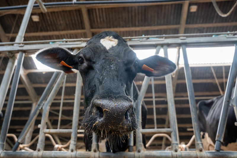 Koe met blauwtongsymptonen in de veestapel van Bart van den Hout