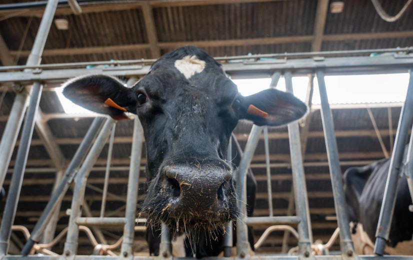 Blauwtong: Getroffen boeren krijgen langer betalingsfaciliteiten sociale bijdragen
