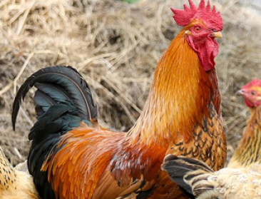 Maatregelen versoepeld maar pluimveeziekte duikt op