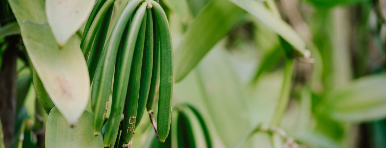 Vanilla_Plantation._La_Digue_Island_Rural_Landscape._Nature_Of_Seychelles_Island_original_1819272_KL