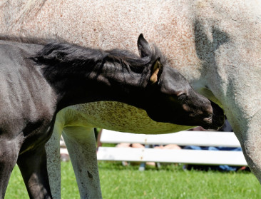 Crevits wil Vlaamse paardenfokkerij aan de wereldtop houden