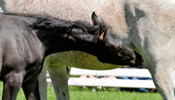 Crevits wil Vlaamse paardenfokkerij aan de wereldtop houden