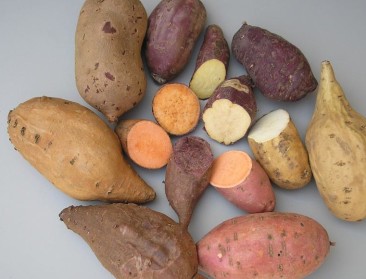 UGent werpt nieuw licht op 'natuurlijkheid' van ggo's