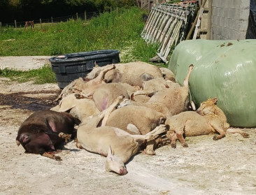 Na Waalse blauwtongsteun klinkt ook de vraag om steun in Vlaanderen steeds luider