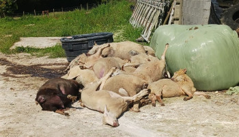 Na Waalse blauwtongsteun klinkt ook de vraag om steun in Vlaanderen steeds luider