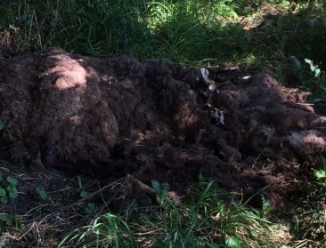 Kadavers van wilde dieren meld je bij vogelopvangcentra