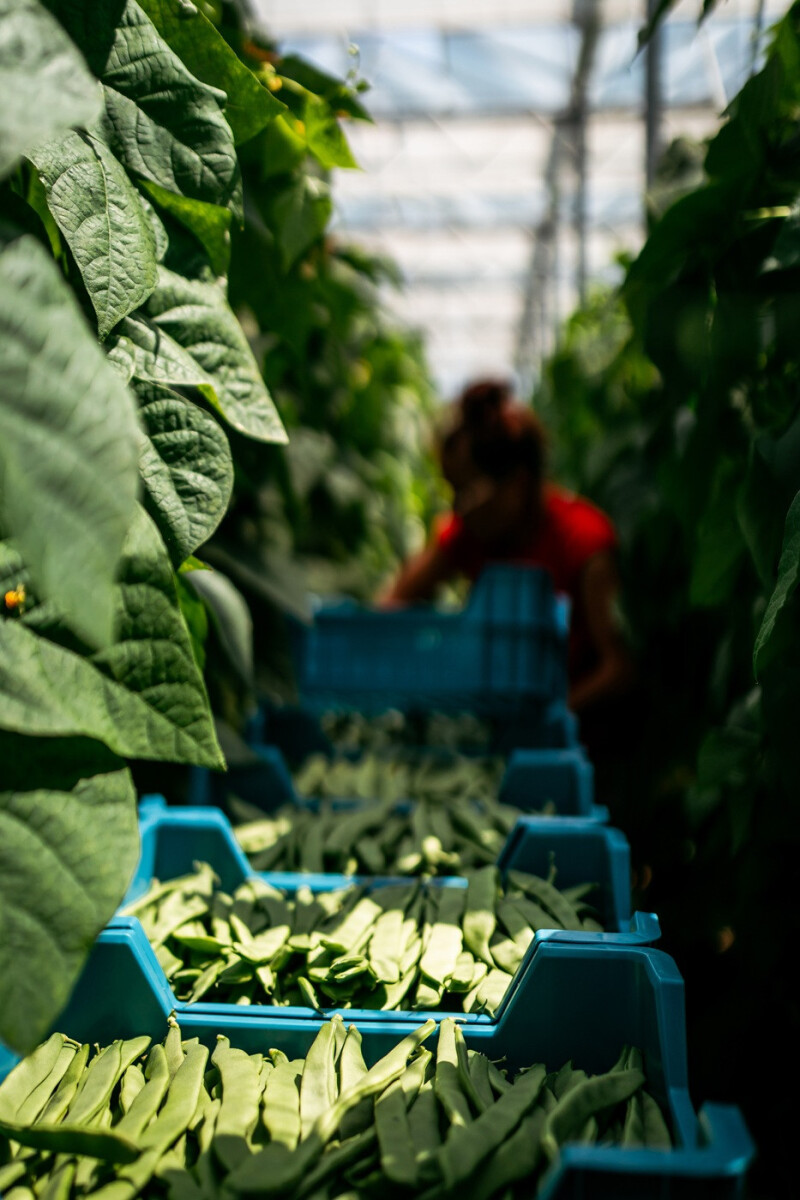 Sijnbonen teelt in serre
