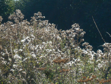 ABS hekelt distels in West-Vlaamse provinciedomeinen