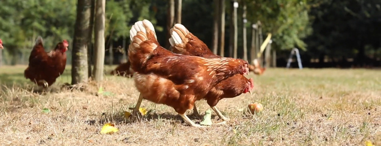 biologischekippenweideweelde-1920