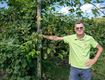 Met bessenplukweide voor Antwerpenaren stelt landbouwer zijn voortbestaan veilig