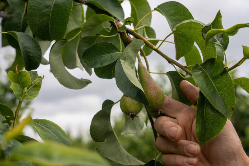 Groeiende peren bij Chris Groven