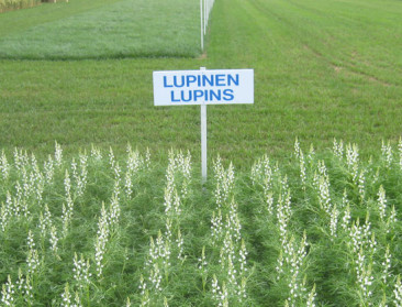 Europees areaal eiwitgewassen klein maar groeiend