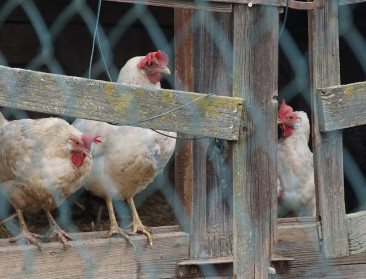 Vogelgriep bij pluimveebedrijf in Wingene, ophokplicht opnieuw van kracht