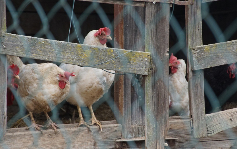 Hoog pathogene vogelgriep vastgesteld bij vogelhandelaar in Menen