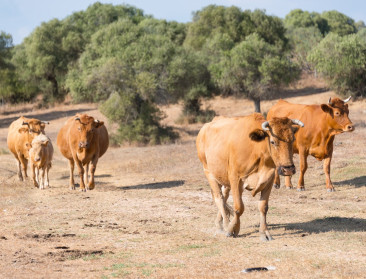Bijna helft van Spanje ook in herfst bedreigd door droogte