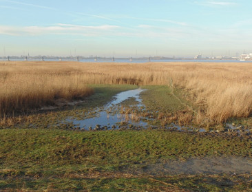Schelderaad wil beheer Schelde-estuarium faciliteren